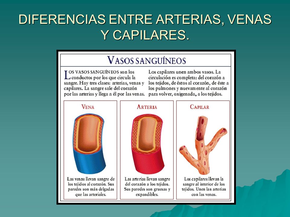 que son arterias venas y capilares